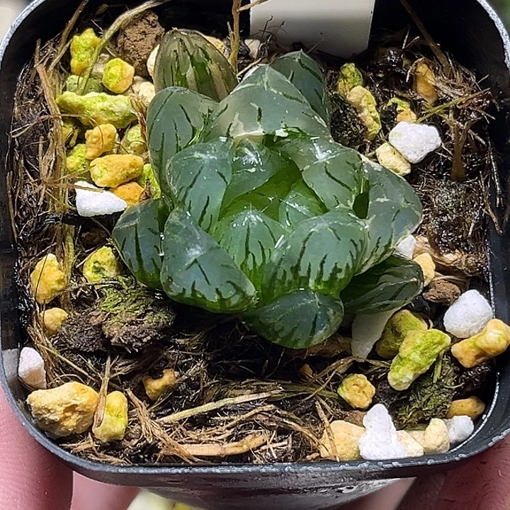 45龙鳞玉露锦头家多肉十二卷