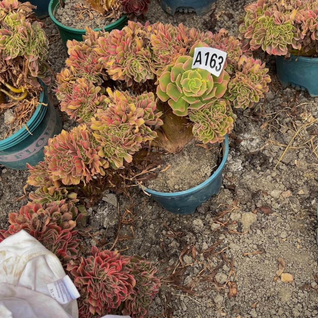 香妃法师28–11包邮