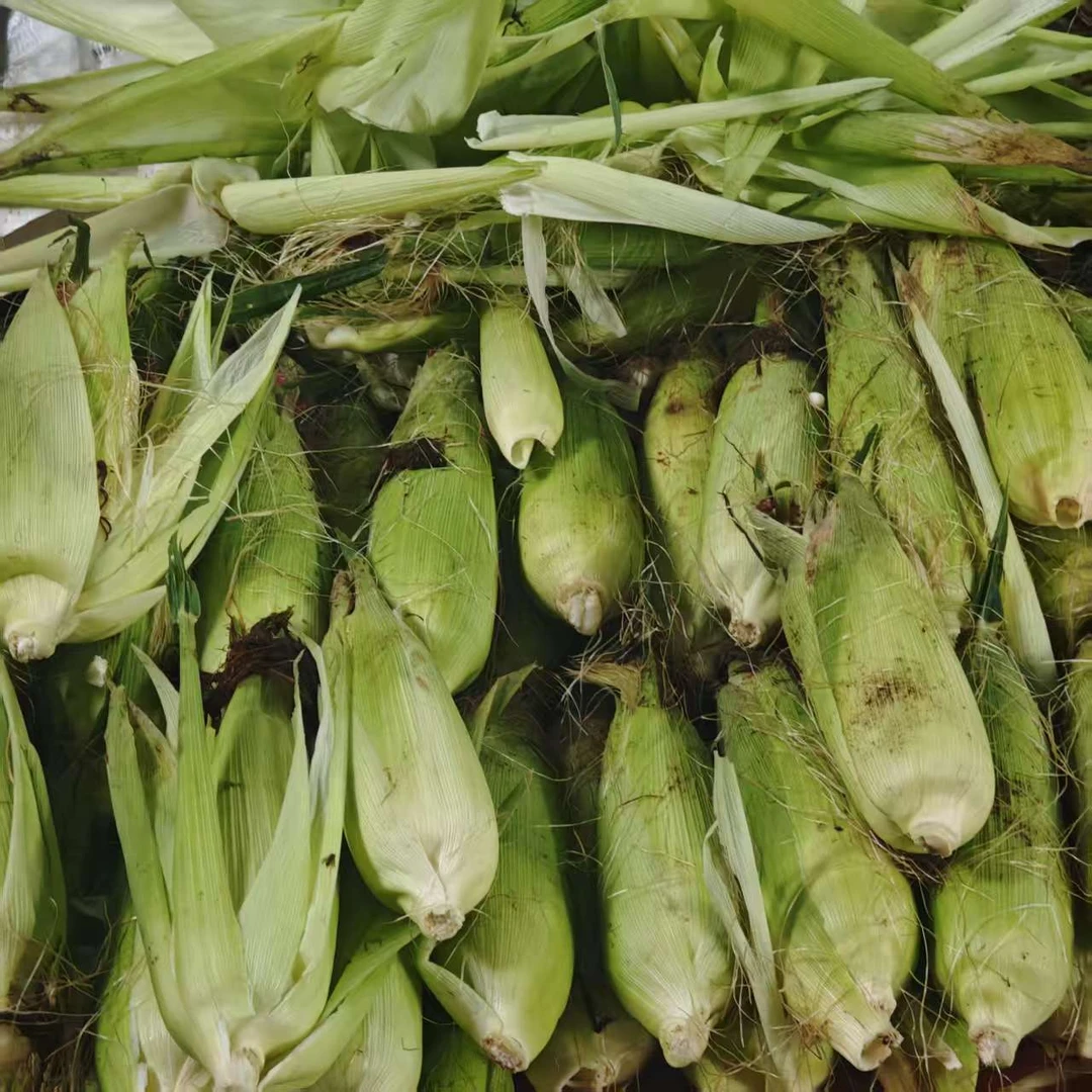 【现场收货】中国邮政糯玉米食用农产品1