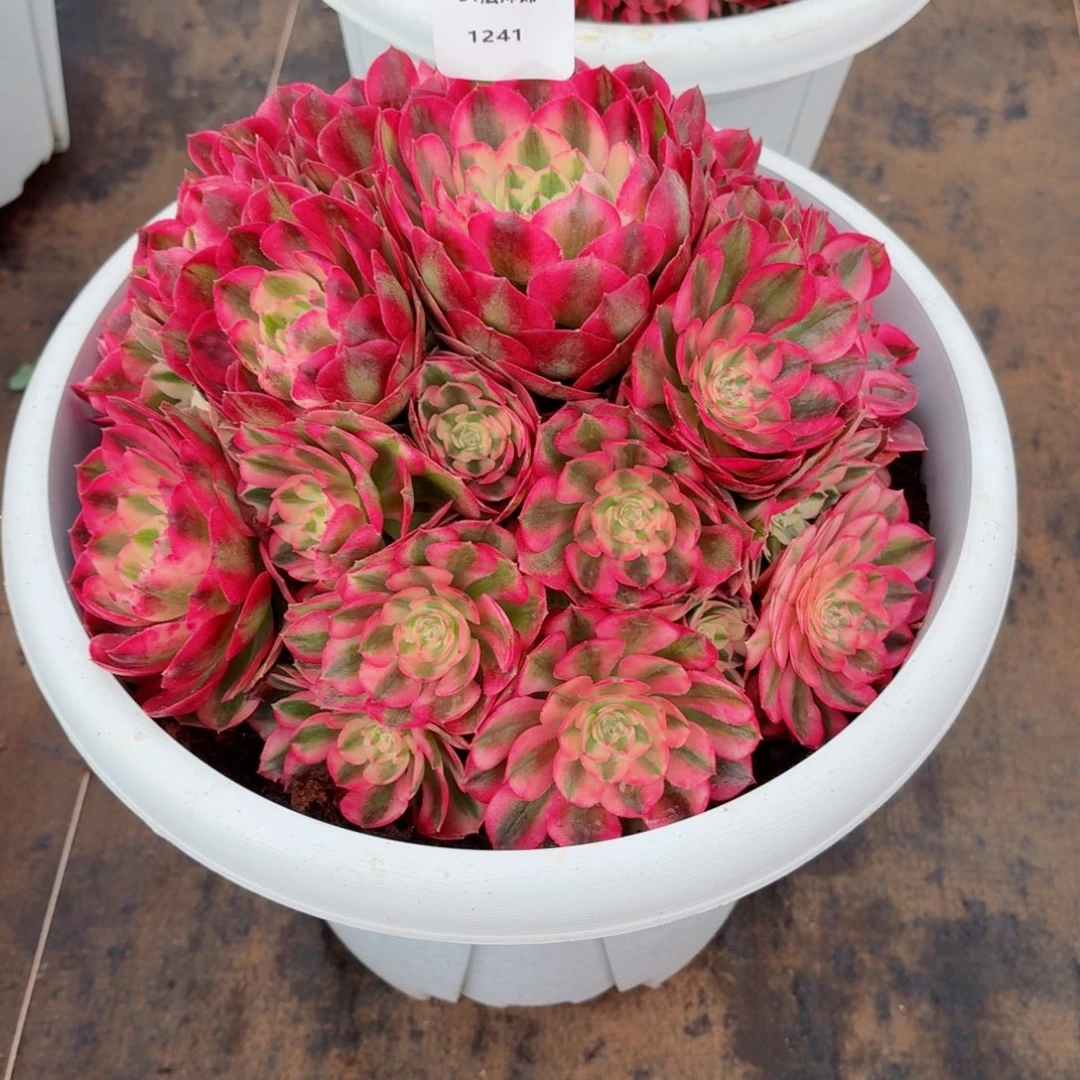 许***仙31法师锦多肉1241倾城