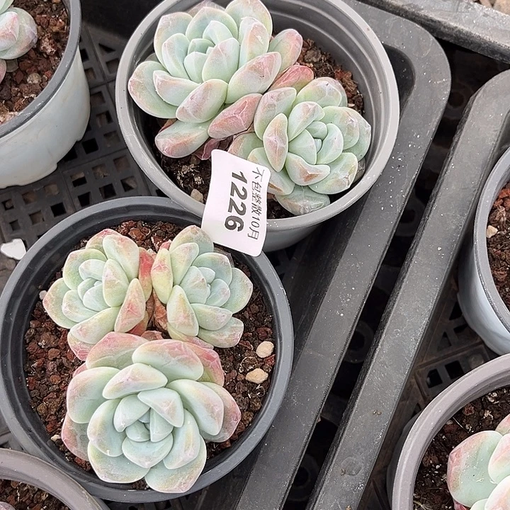 阿雅园艺。      1226冰玉两颗