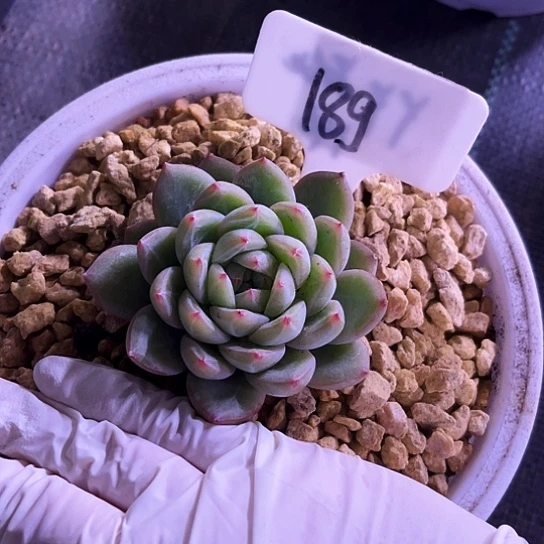 我是第一百个为妖刀应援的阴阳师