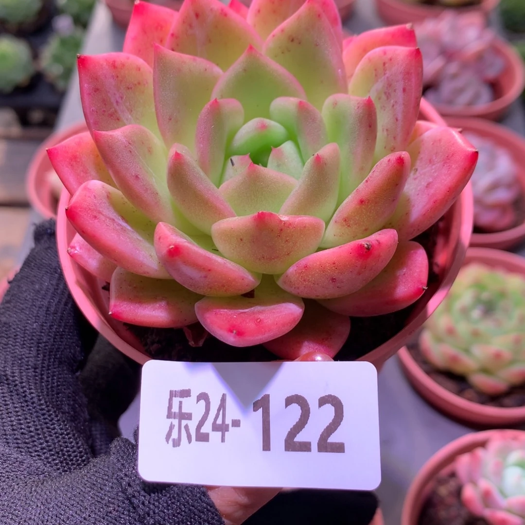 乐然24-122 新品单头