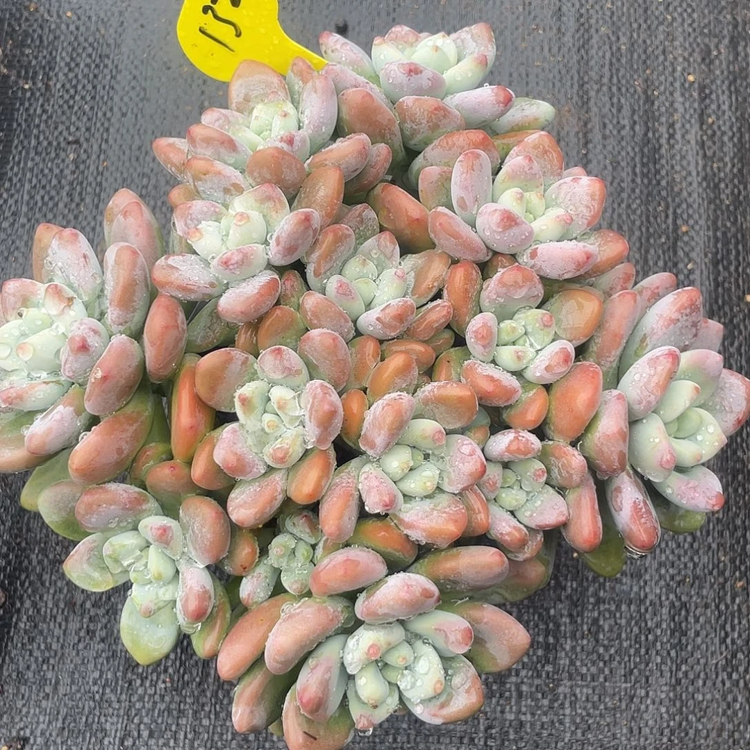 洛神多肉植物群生132