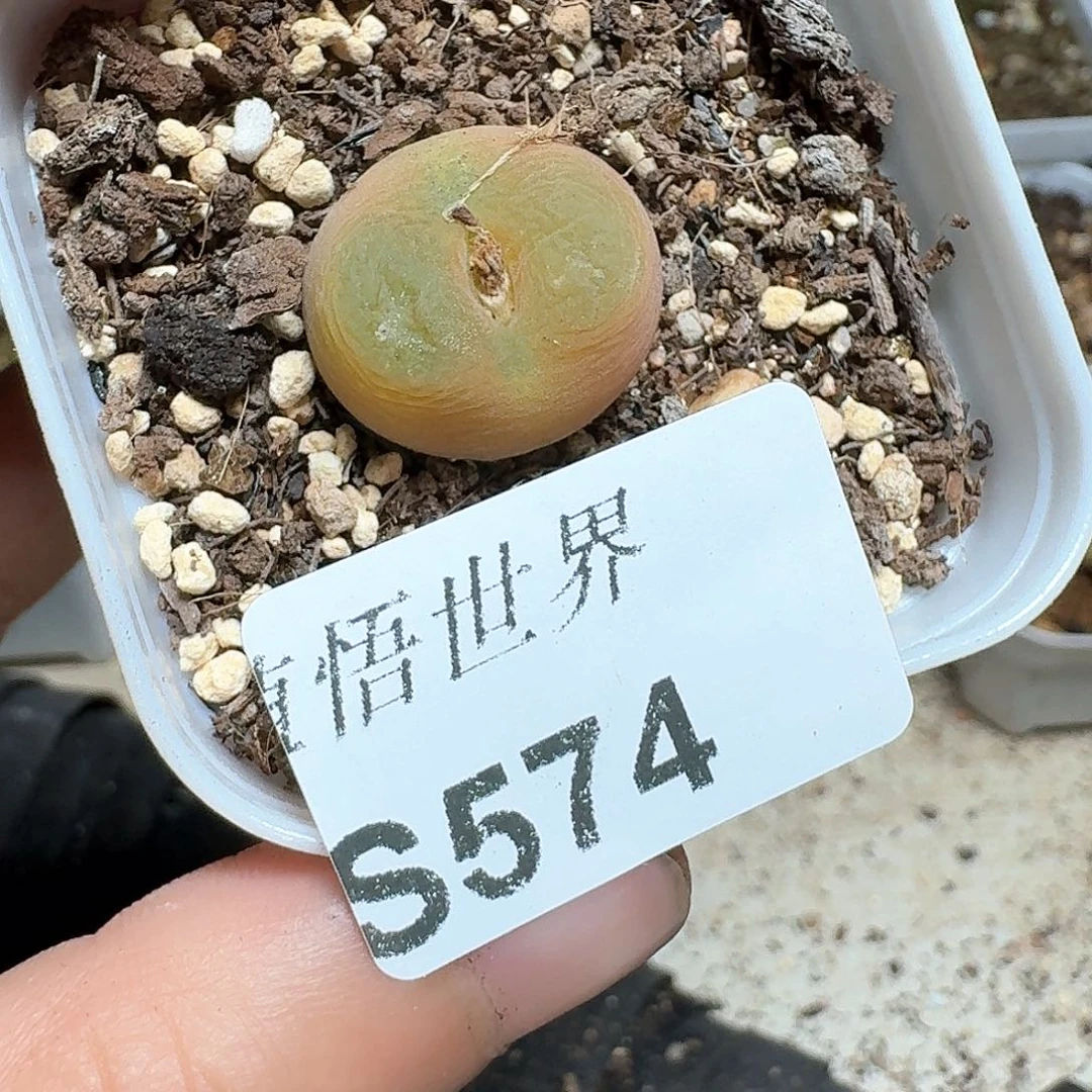 J***轩574号多肉植物哇f g