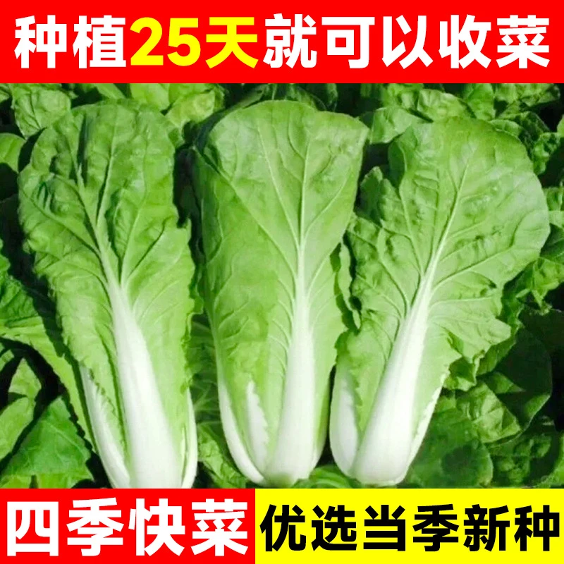 【全店5包包邮】四季奶油快菜种子 四季播20天成熟