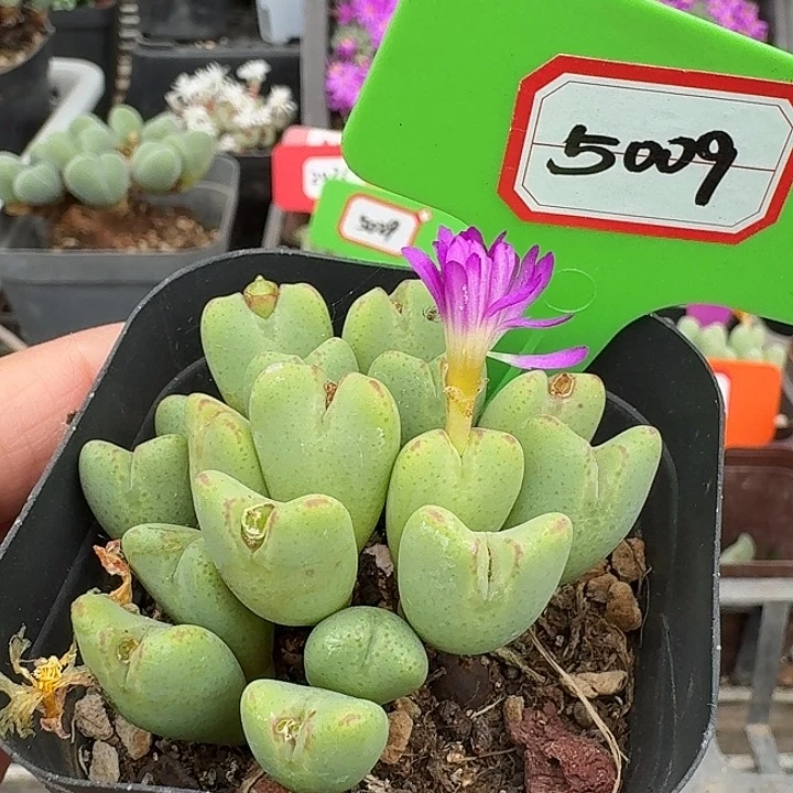 密密麻麻密密麻麻5009