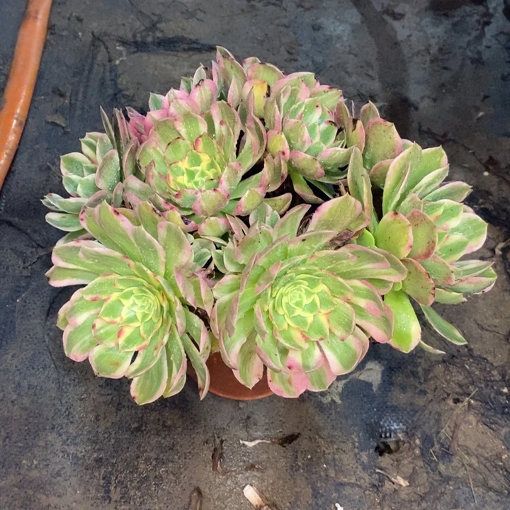 海鲜多肉植物14。