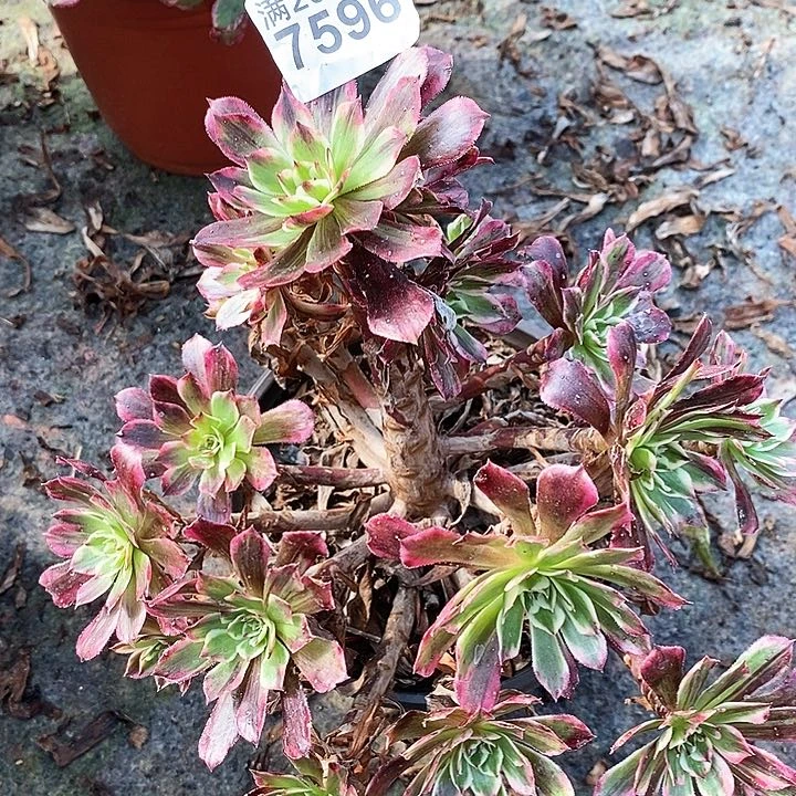 7596 一颗同花顺法师