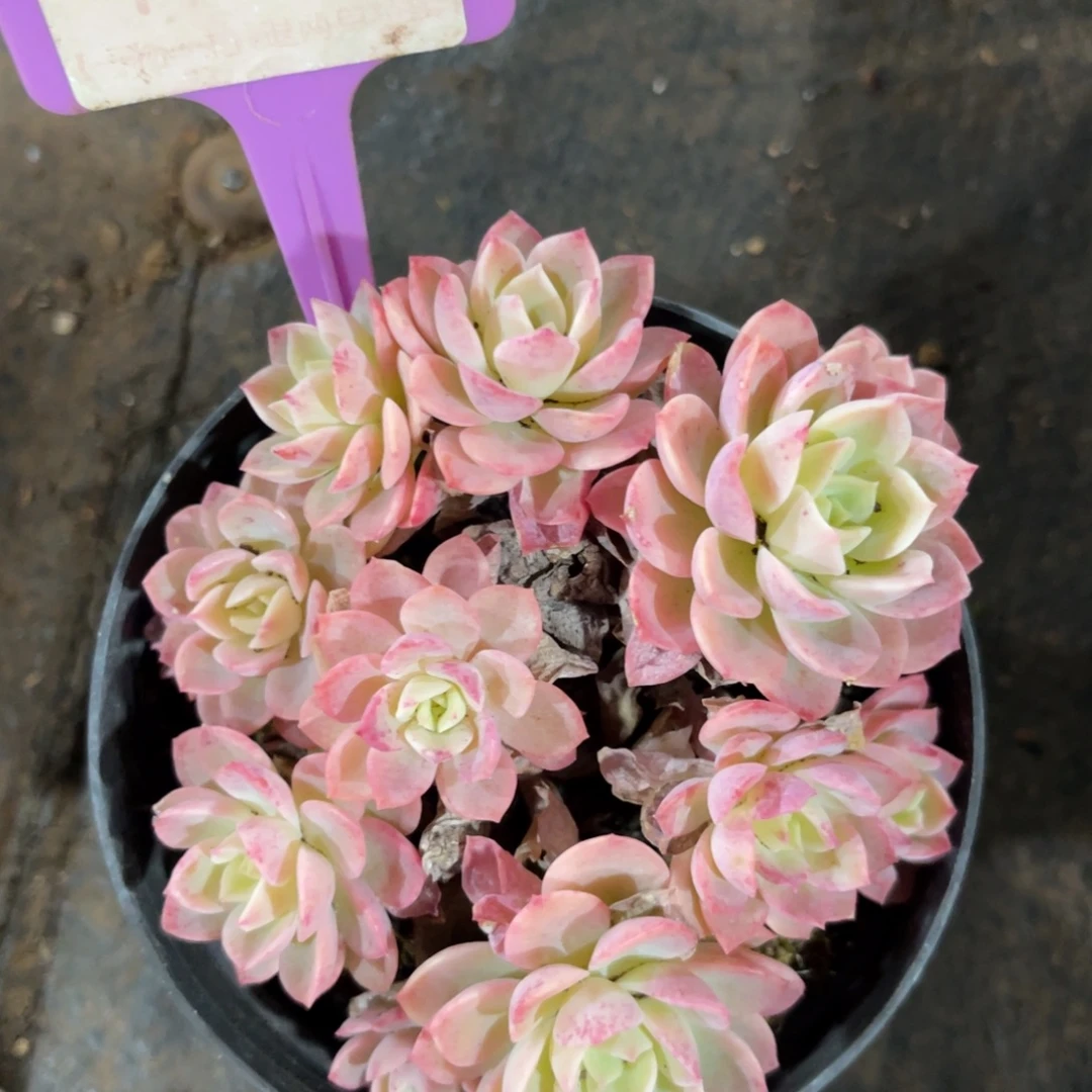 云尘多肉一物不包整105，