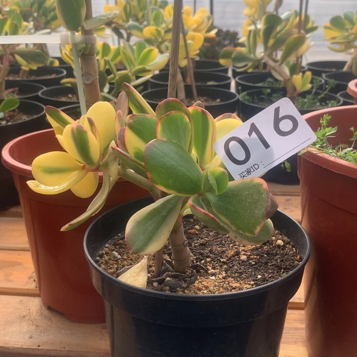 d*z016老花脱土发货