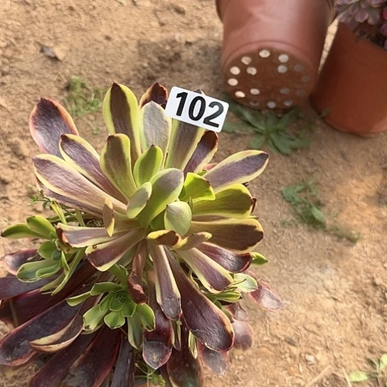 多肉植物嘉莉102号