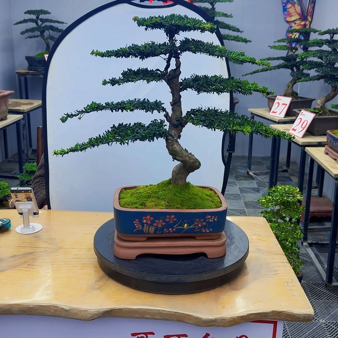 无花朵直播间罗汉松一物一拍