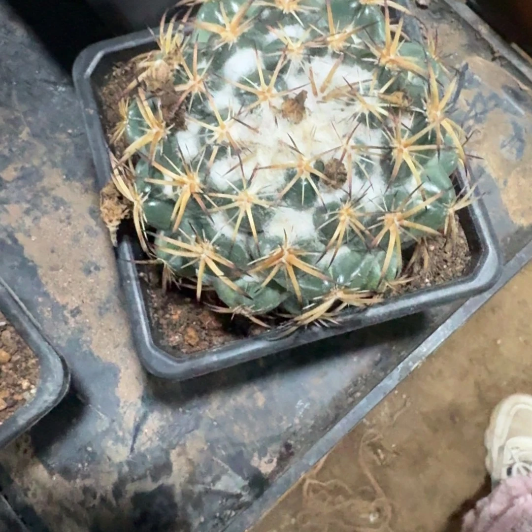 千***~可口可乐可口可乐