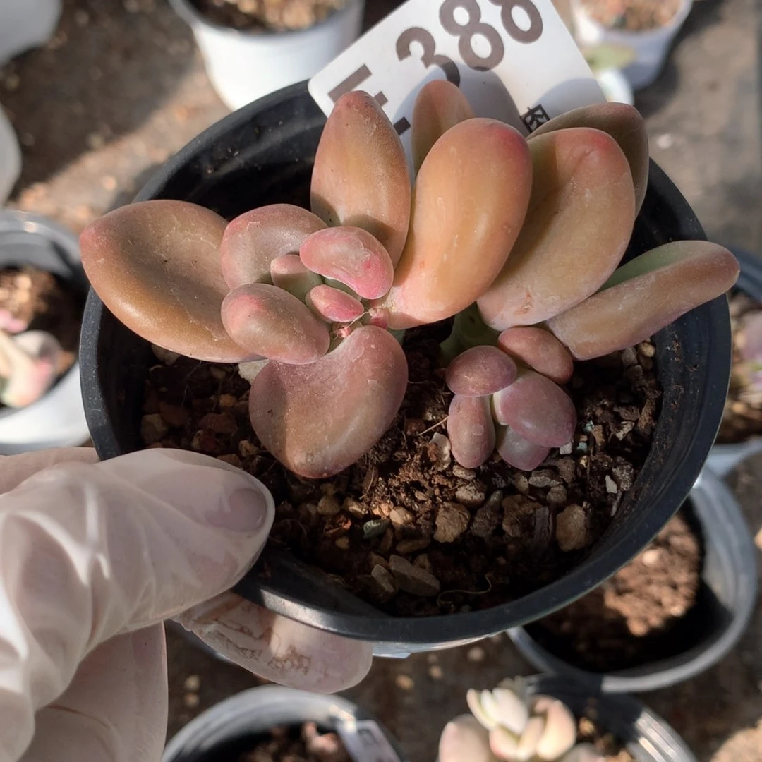 388芒果奶芒果奶芒果奶无售后