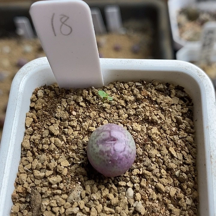 岛田种源粉花猴脸