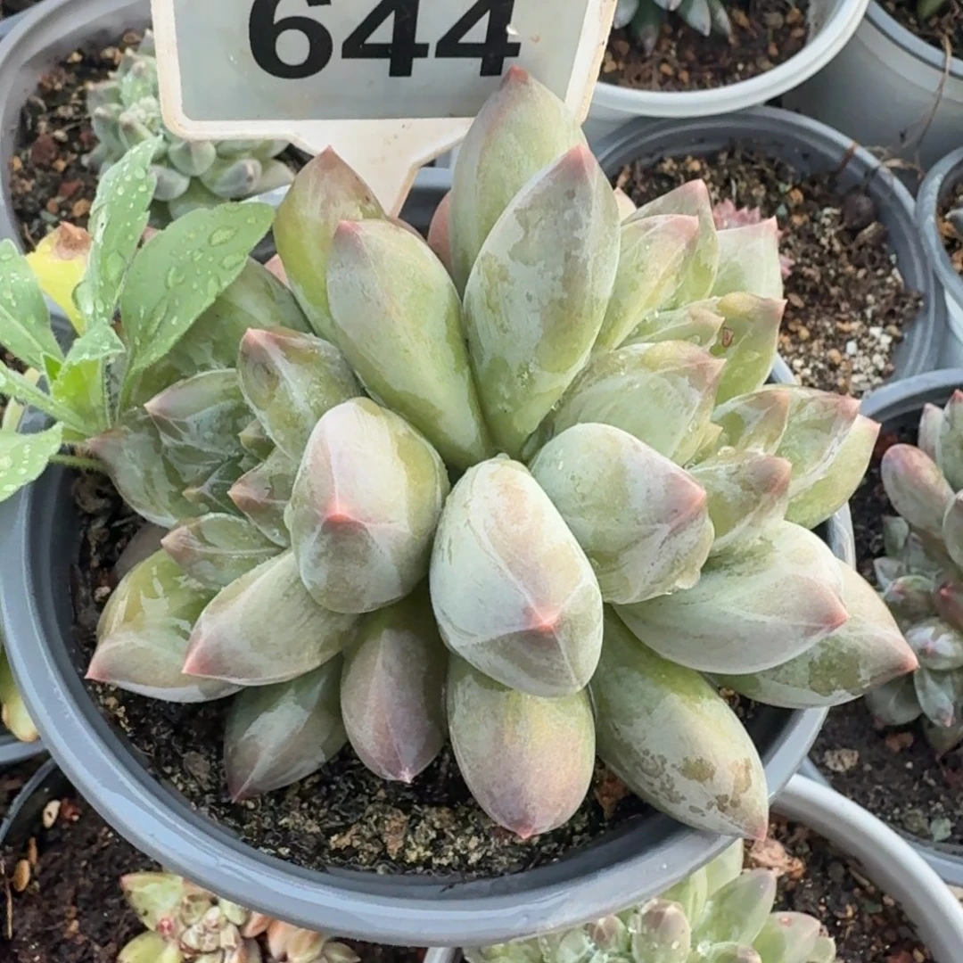 重楼一物一拍644.