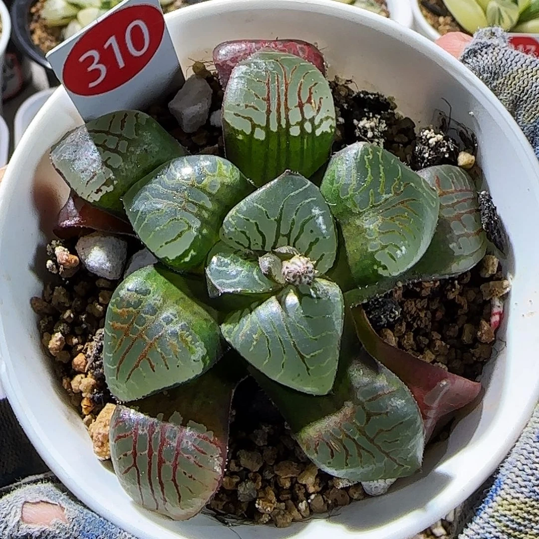 310号实生魔界 9 厘米左右一物一拍带盆发货