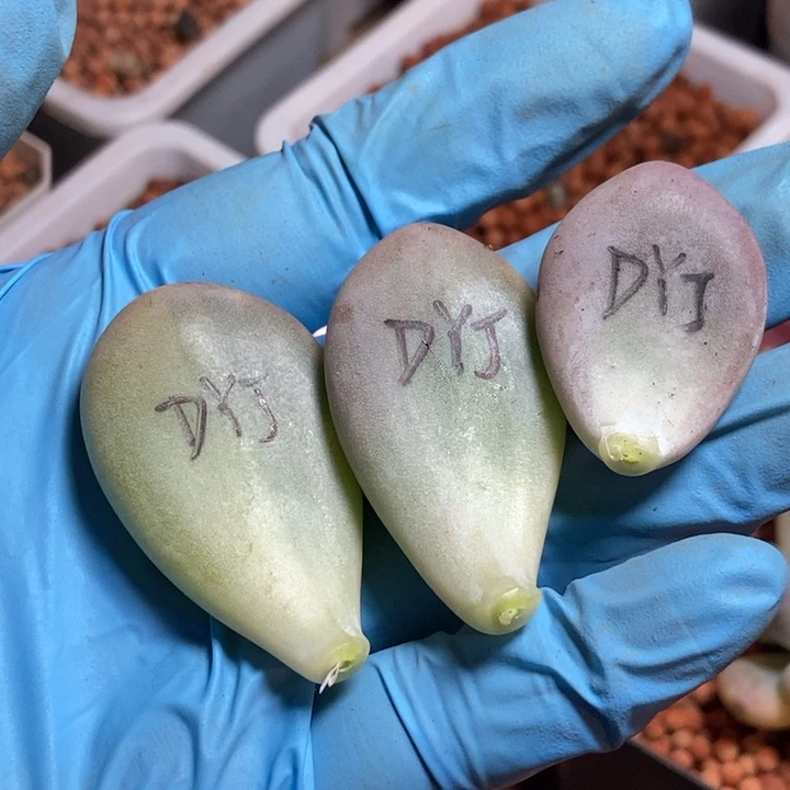 日系黄金鸡蛋大叶奶锦多肉