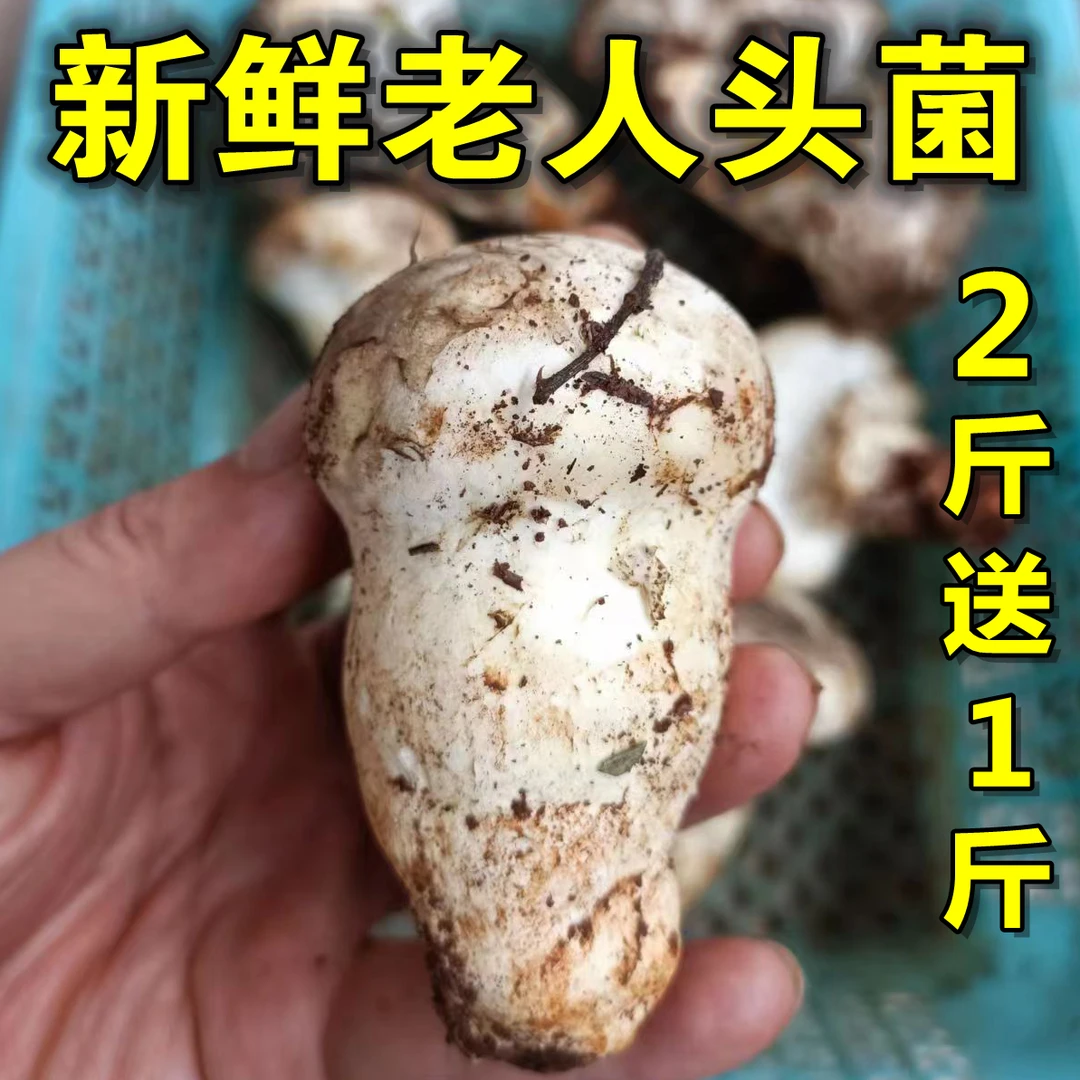 云南新鲜老人头菌大白菌250g-1000g沙老包顺丰包邮