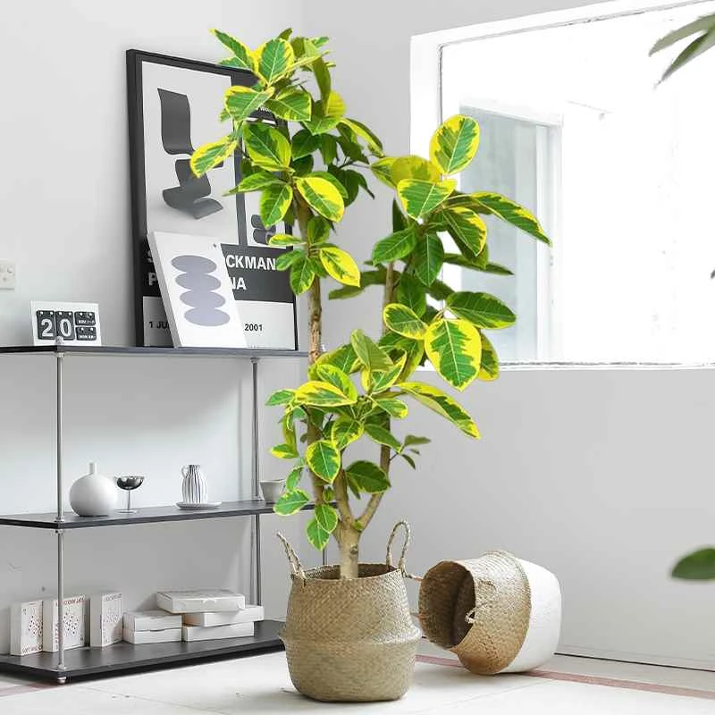 黄金榕客厅绿植室内大型植物富贵榕橡皮树大盆栽落地大号好养禄植