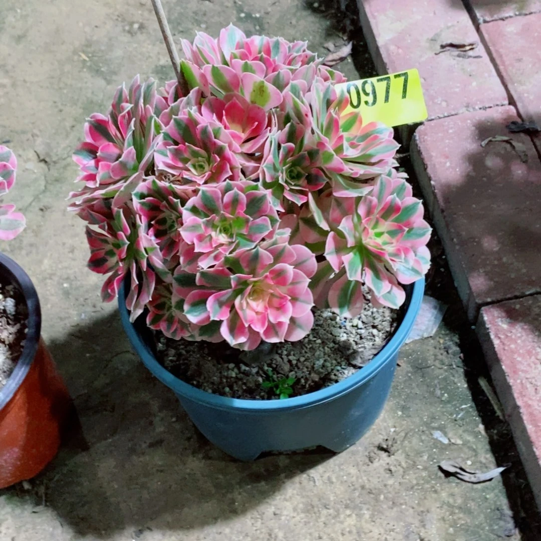 丛林多肉植物0977