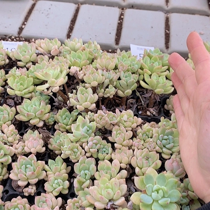 50-51 多肉植物盆栽花卉