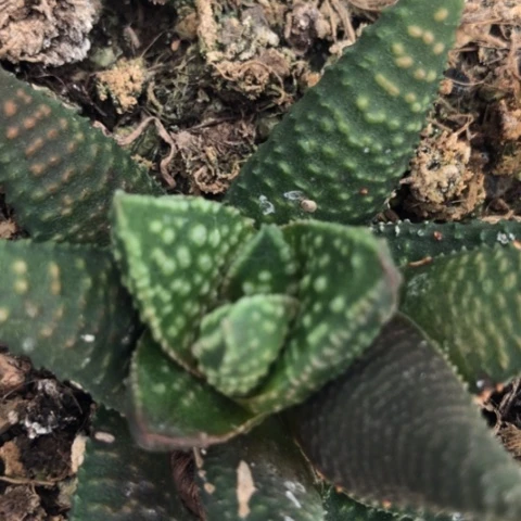 8**5流星侧牙无根硬叶