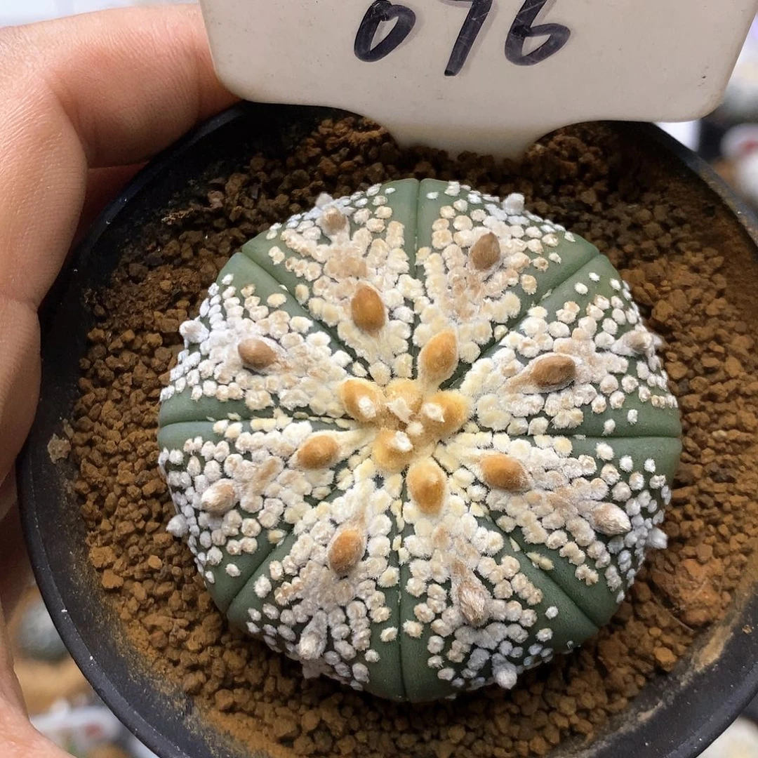 076皇室琉璃奇迹时刻