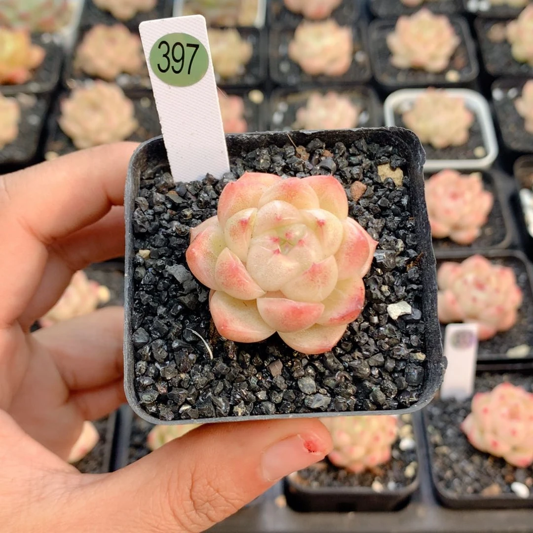 58包邮 群生不包整397