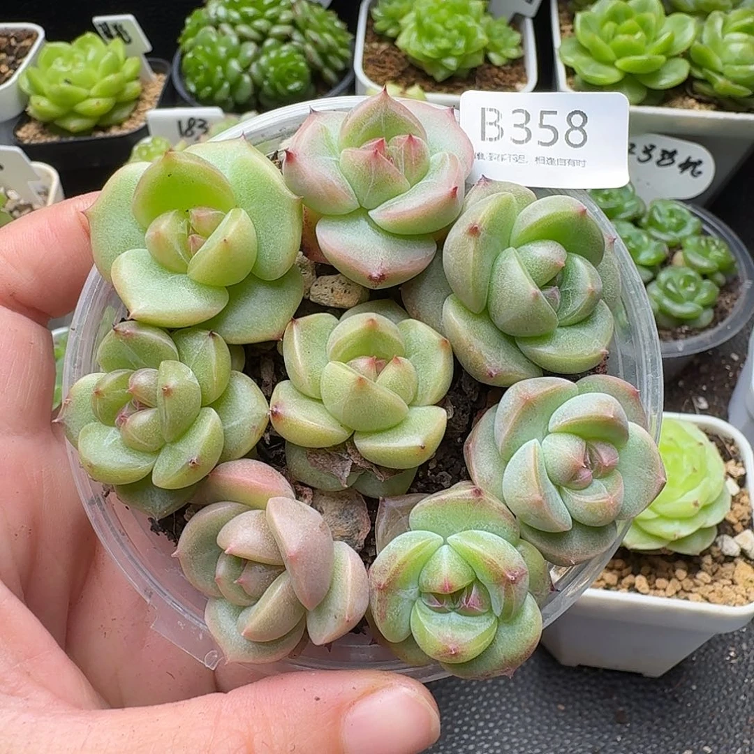 一物一拍一盒628-358