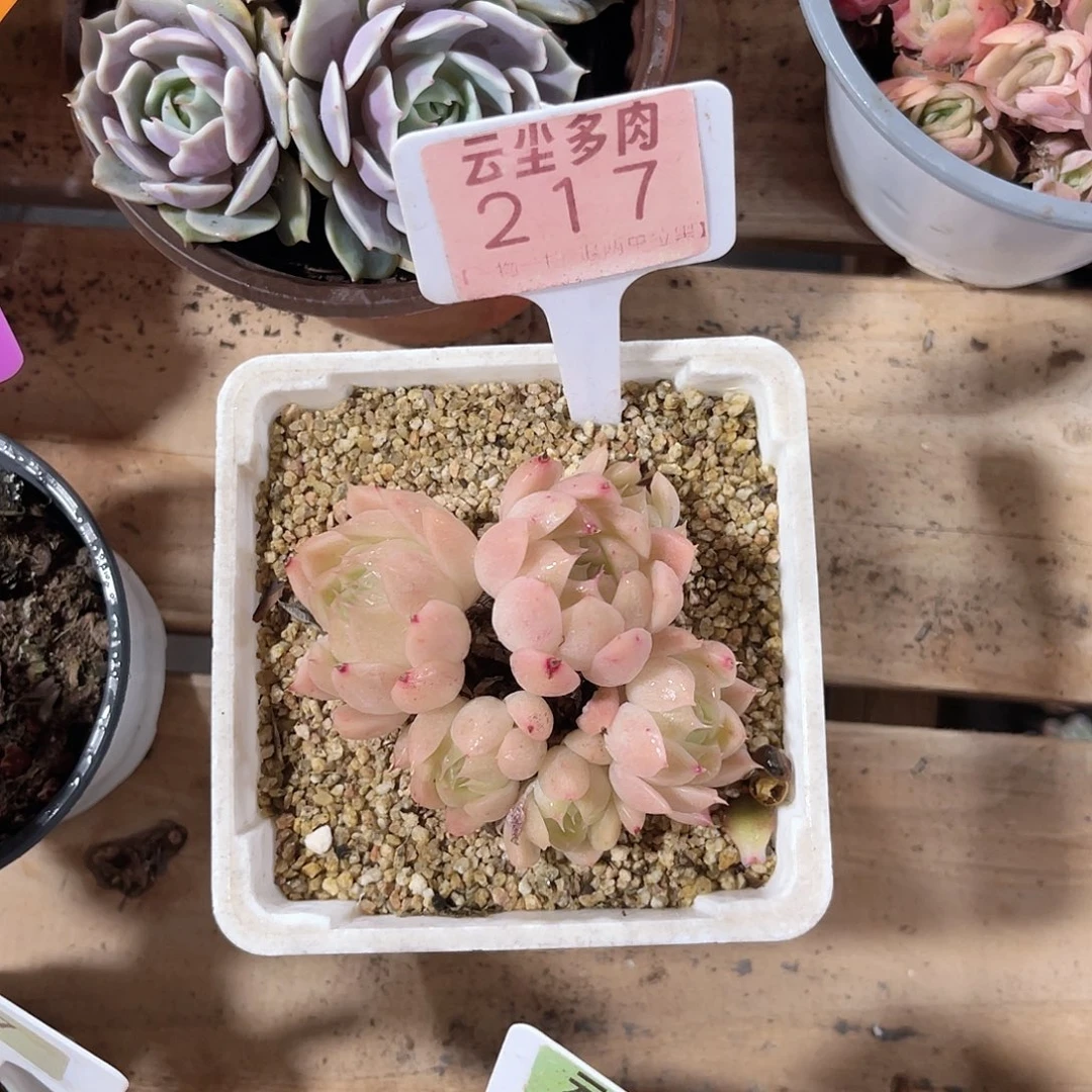 一***只云尘多肉一物一拍217