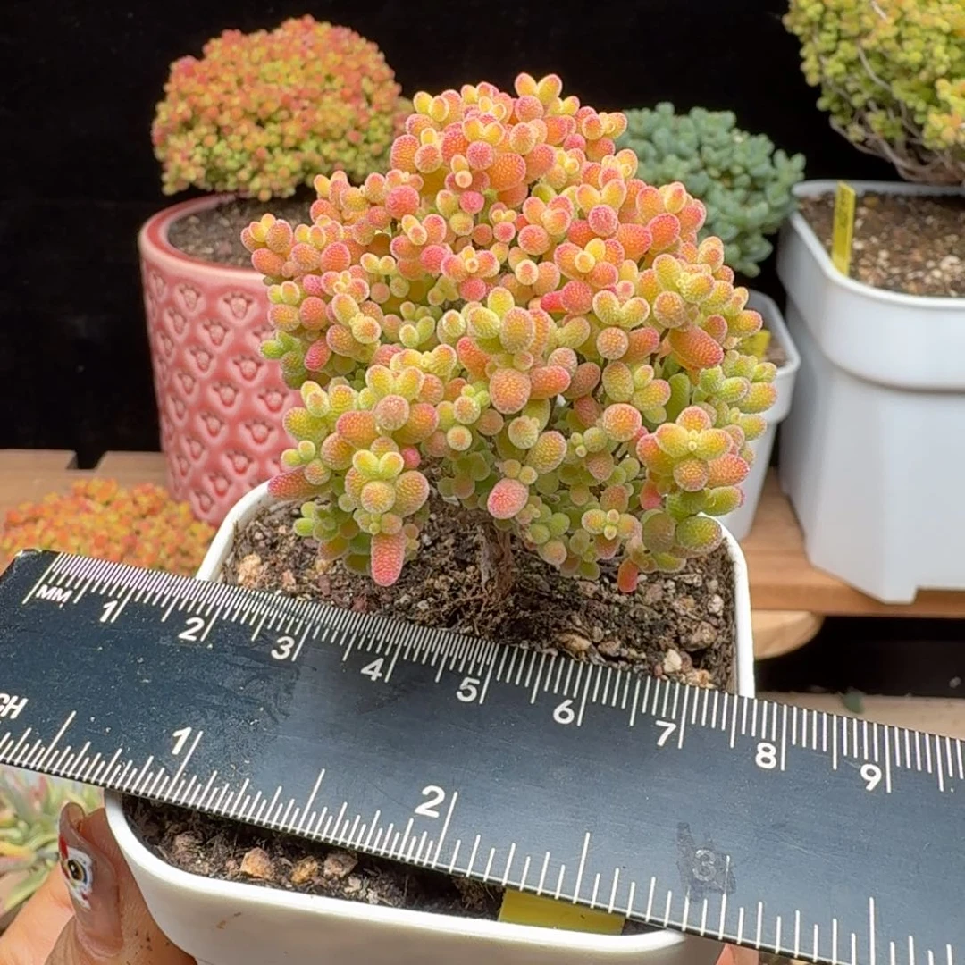 芋****a8号蜜橘冠服6厘米左右