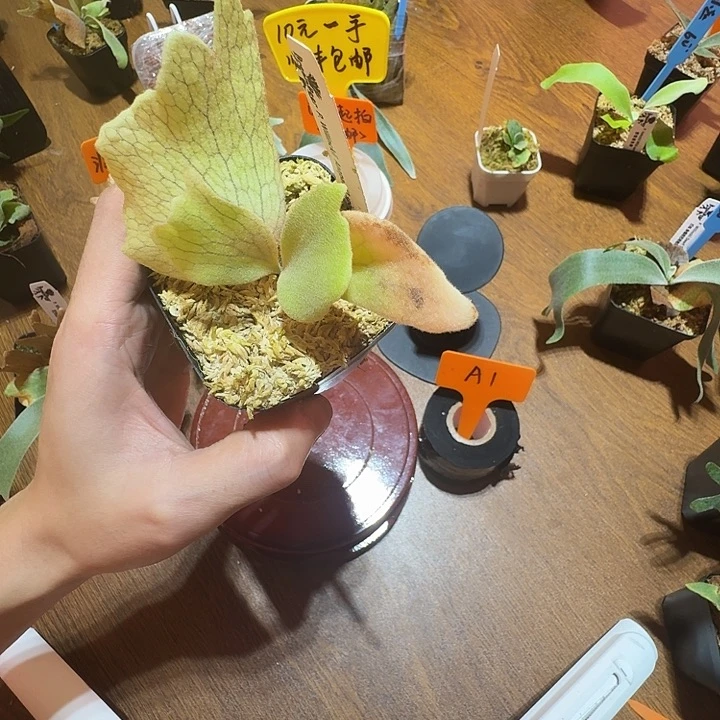 无花朵鹿野直播间竞拍A1