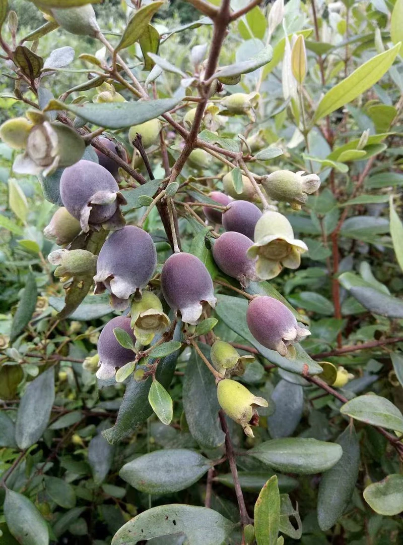 桃金娘老桩。广西。熟！双杆型！带大土球！盆景盆栽绿植