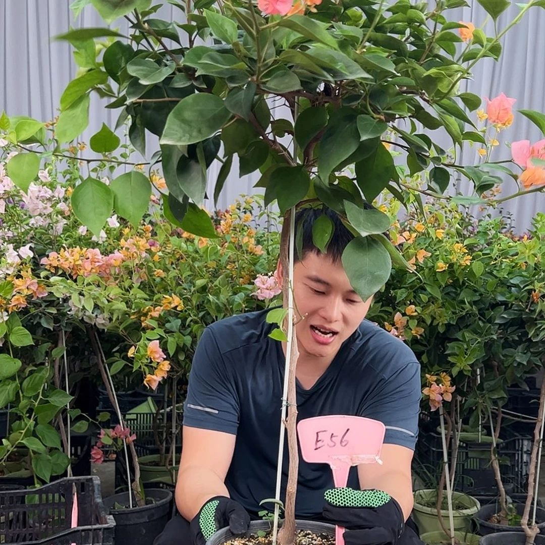 好***梦当前无花栽培后可以开花E56波妹