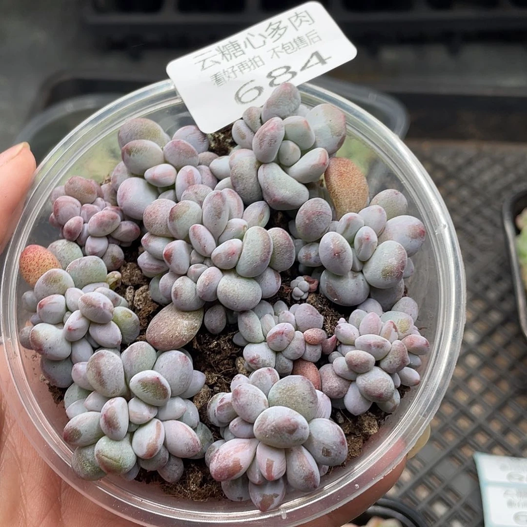 云糖心多肉植物684