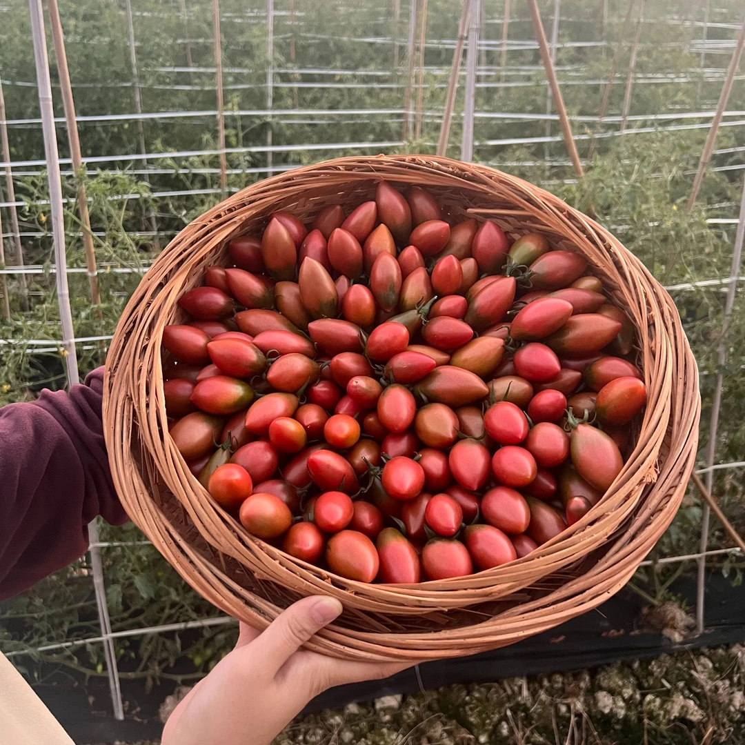 露天海边盐碱地种植紫弹头小番茄圣女果新鲜应季孕妇水果酸甜多汁