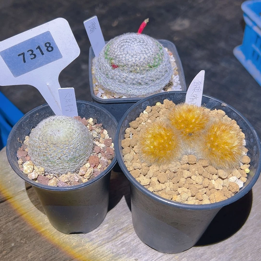 7318嘉文输入自根，其他实生