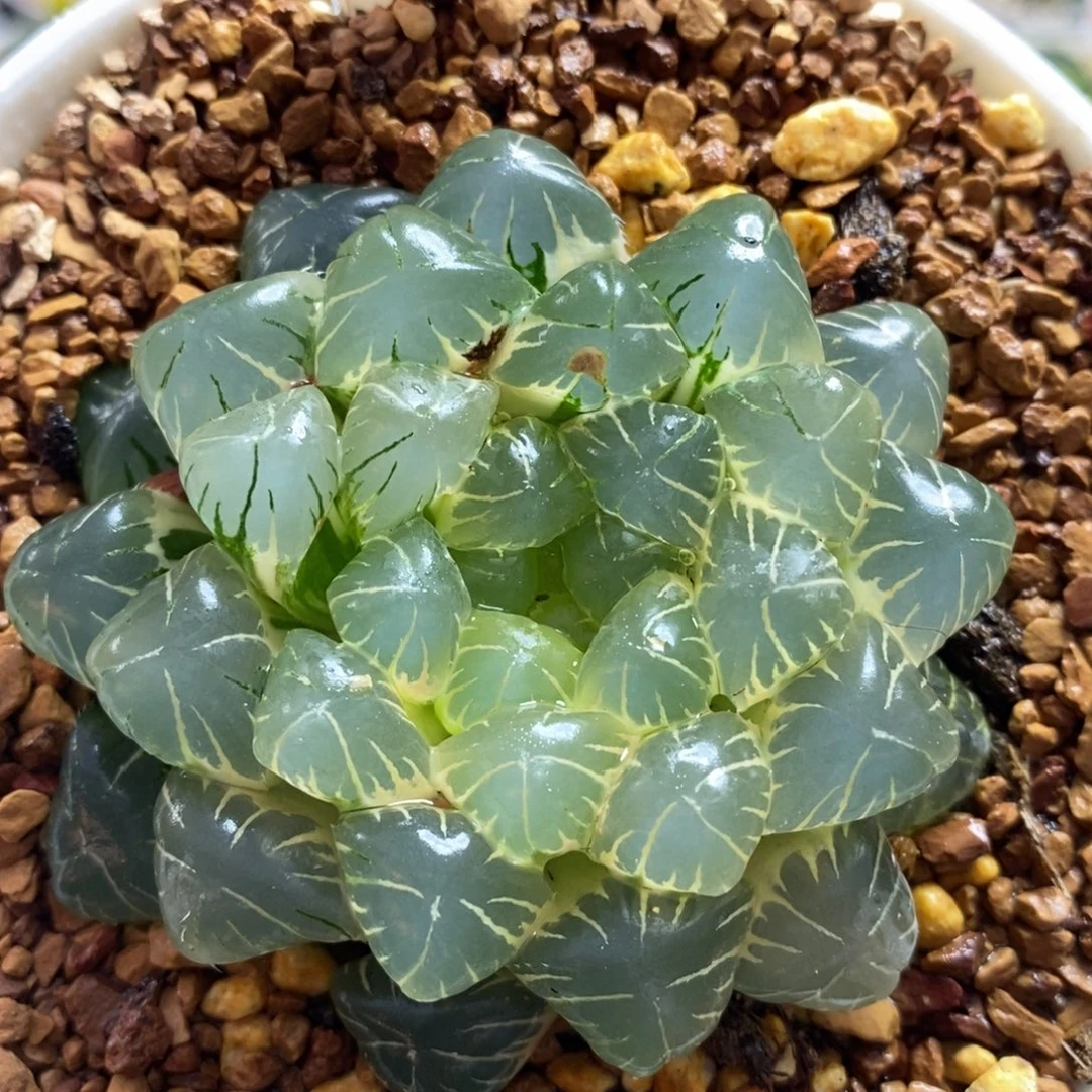 522湖水玉露十二卷多肉植物