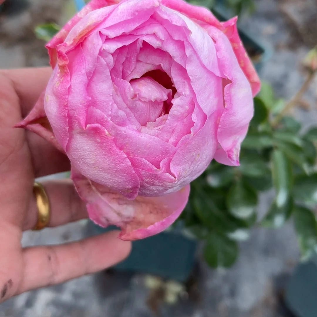 无花朵———热恋 福利款