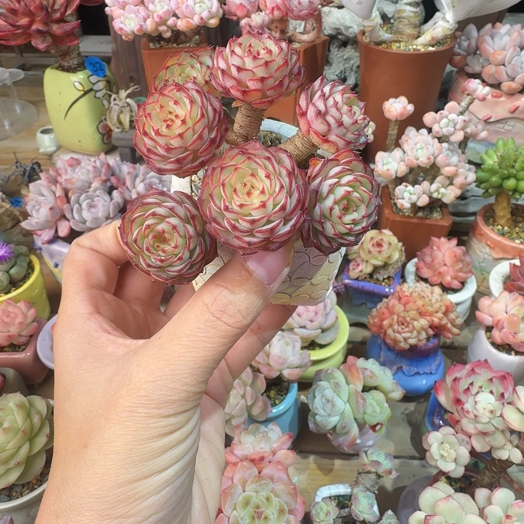 姬杂 多肉含盆土 一物一拍