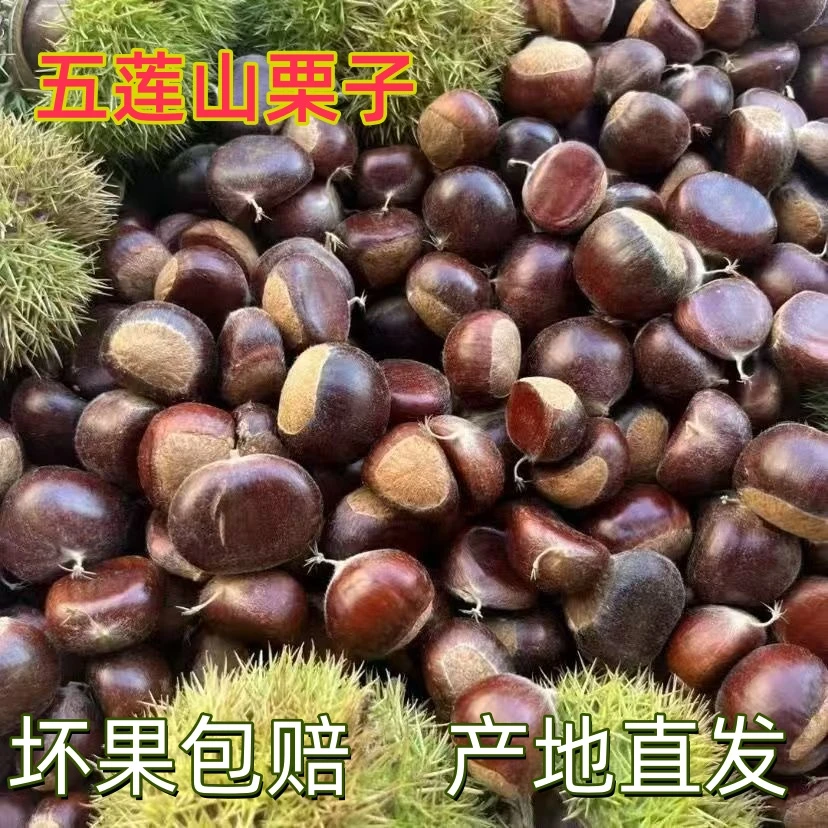 正宗板栗新鲜板栗当季山东五莲山鲜栗野生甜糯毛栗子现摘老树栗子