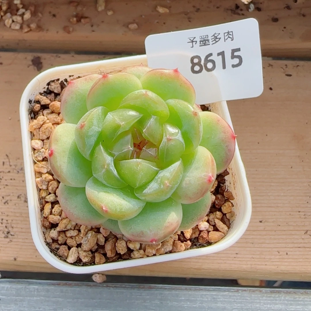 冷翠，8615多肉植物