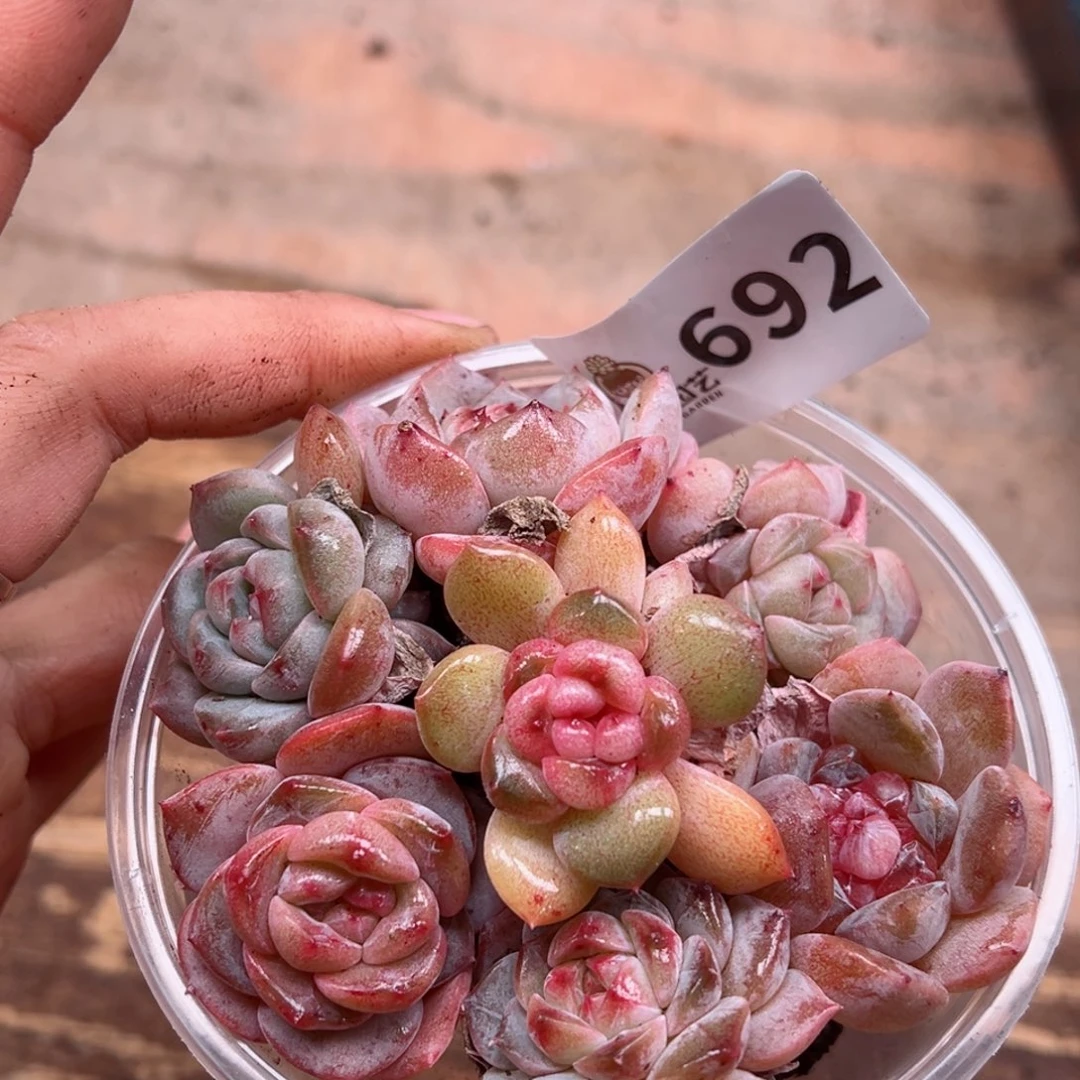 多肉植物多肉植物