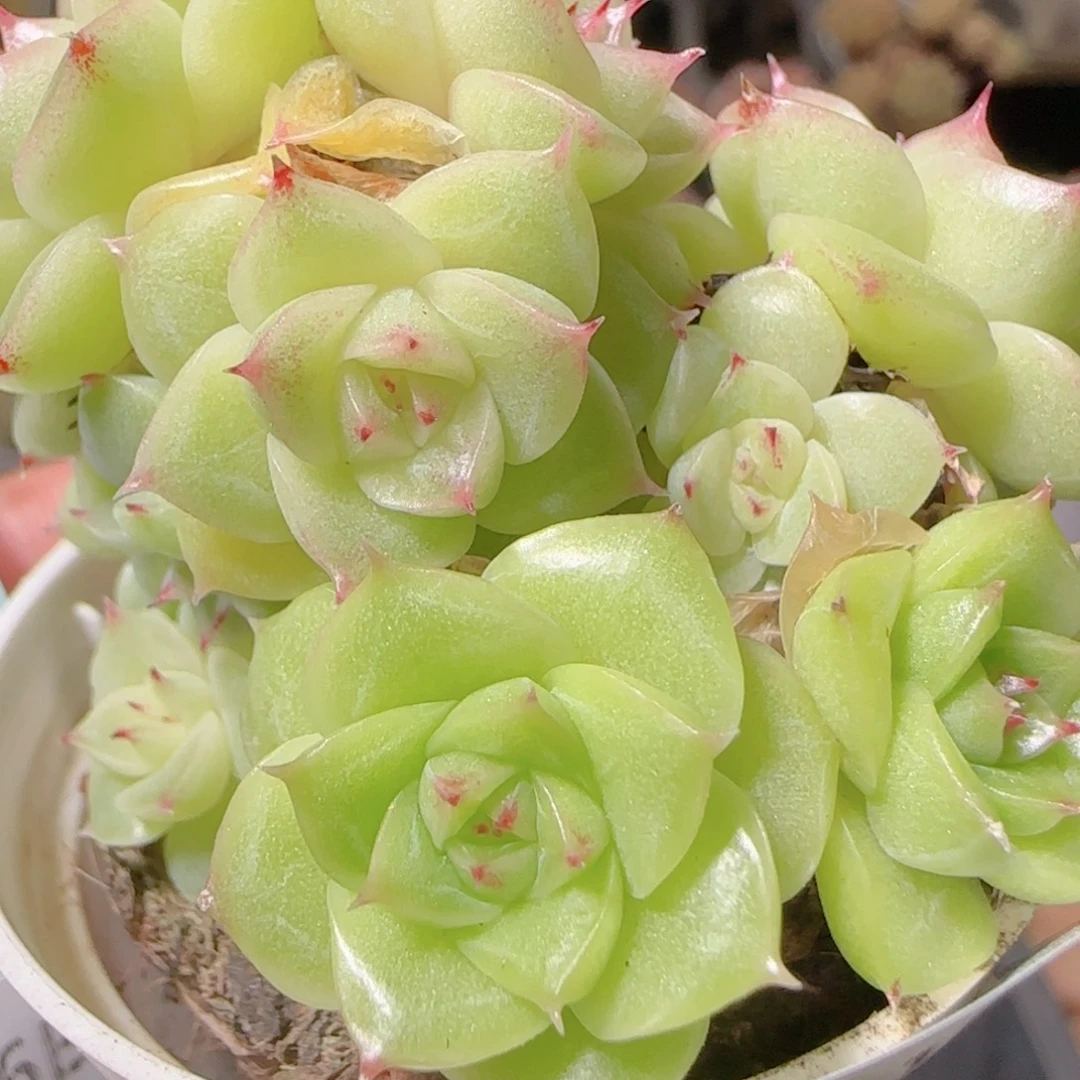 花语逸镜1106-327散