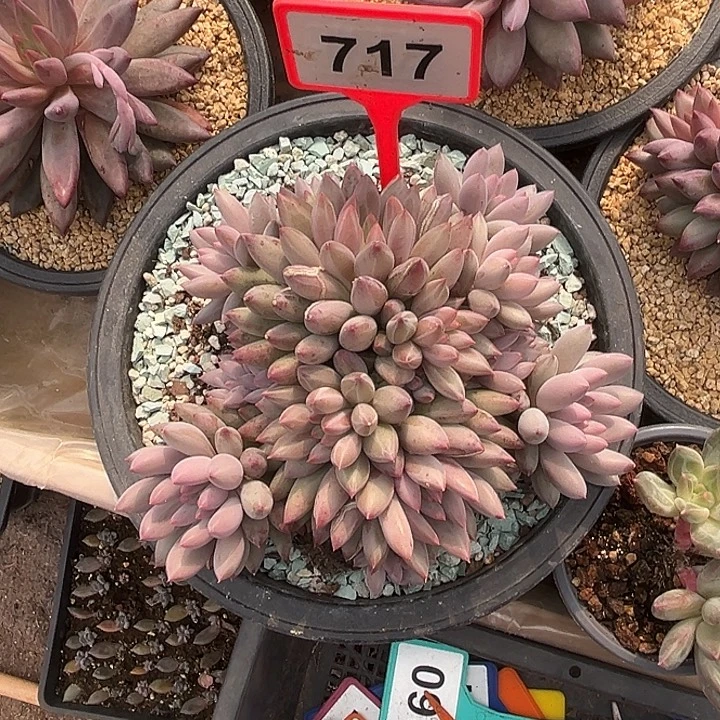 幸***心多肉植物车厘子达群717