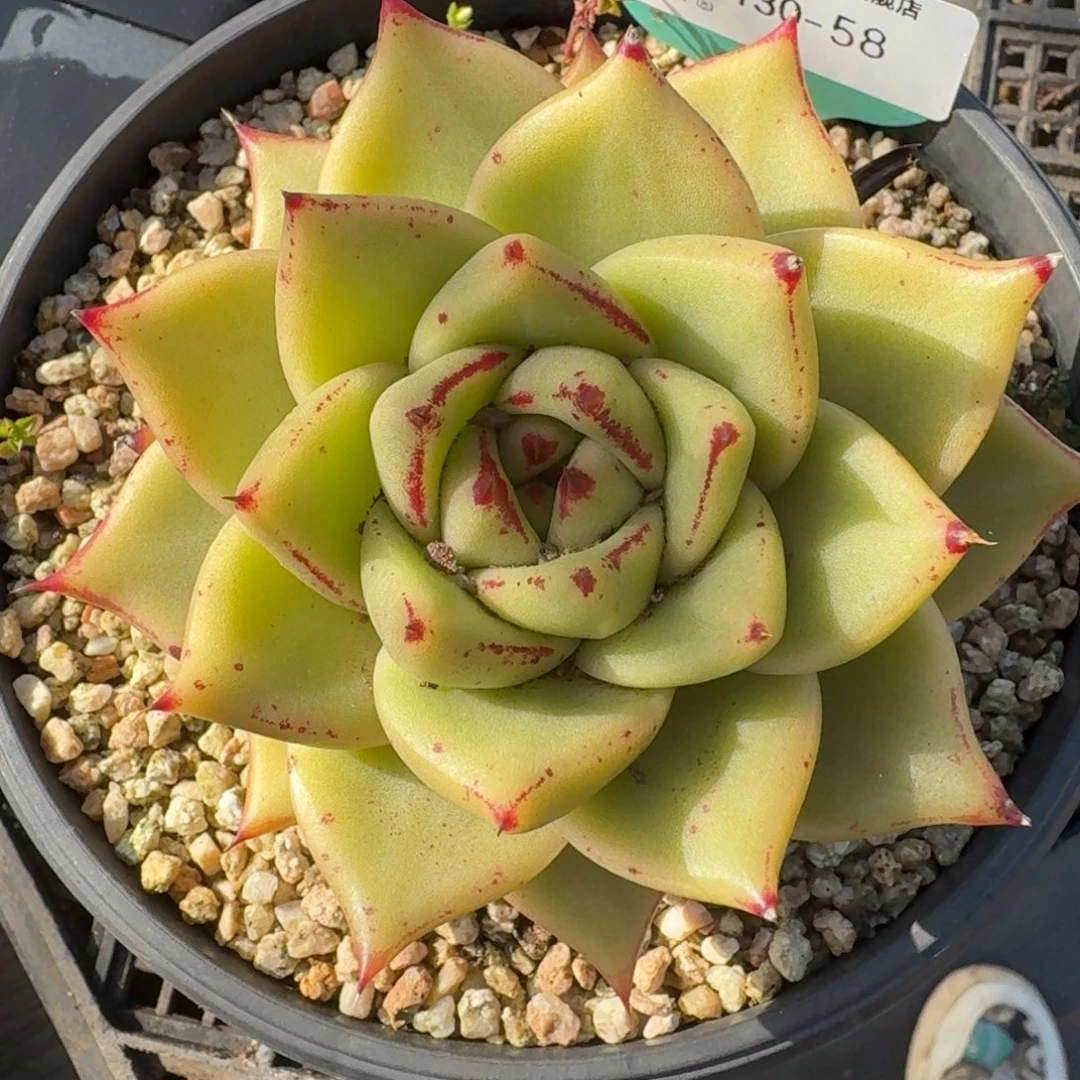 从前慢多肉精选编号1130.58