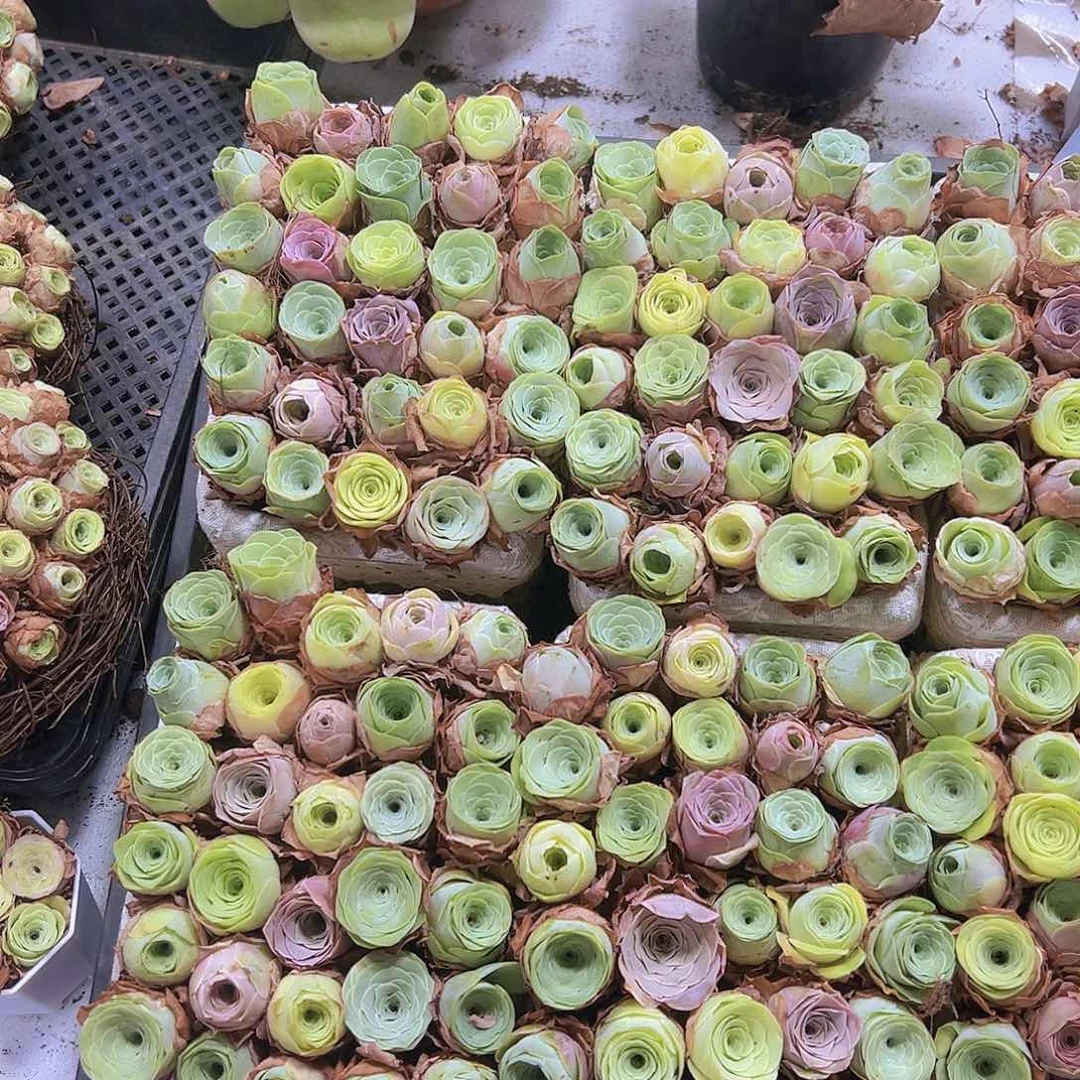 中苗组合30颗2到3厘米