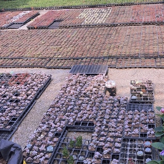 薄****凉纯爱系列出版社花雨在此